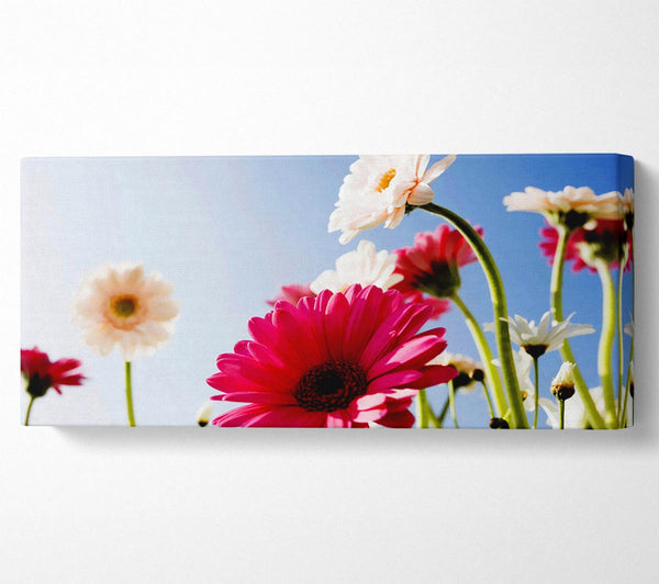 Daisy Sky Sunlight