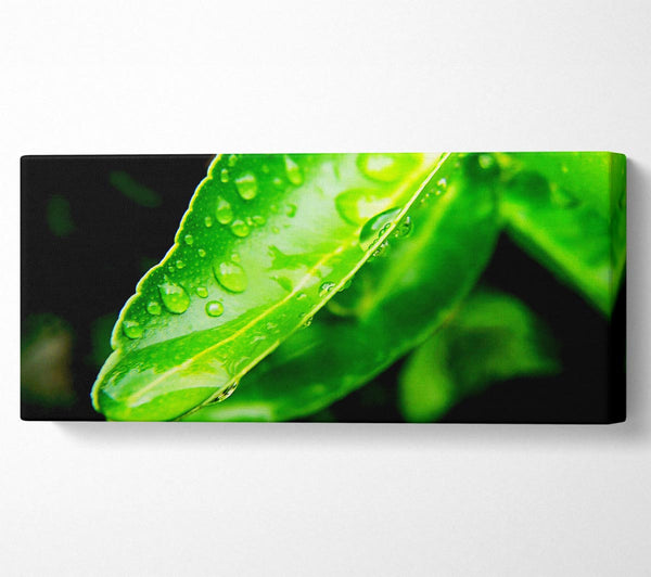 Green Leaf Reflection