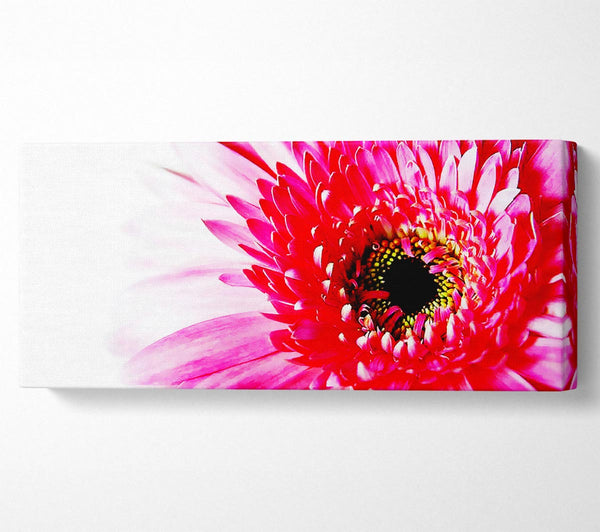 Atemberaubende rosa Gerbera-Blütenblätter