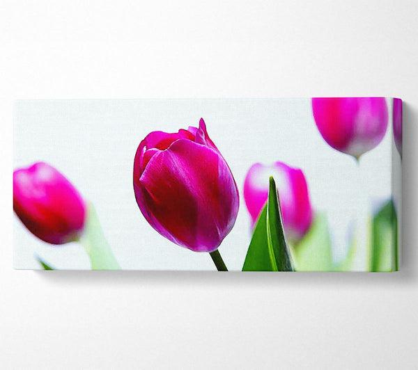 Kirschrote Tulpen-Quads