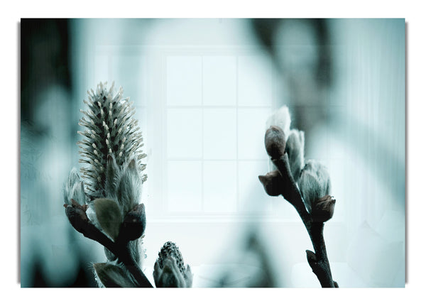 Winter Snow Flowers