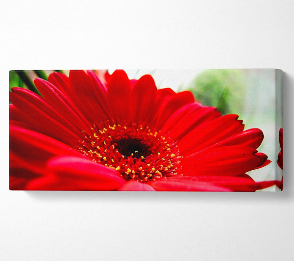 Kirschrote Gerbera-Schönheit