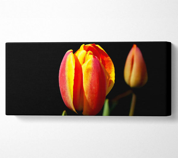 Tulips In A Bath Of Light