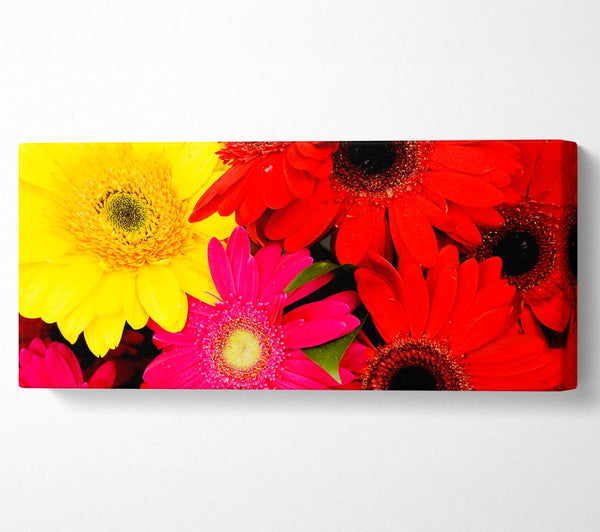 Gerbera Galore