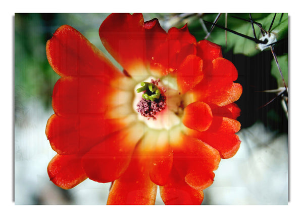 Orange Blüte