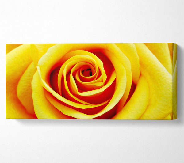 Golden Rose Close-Up