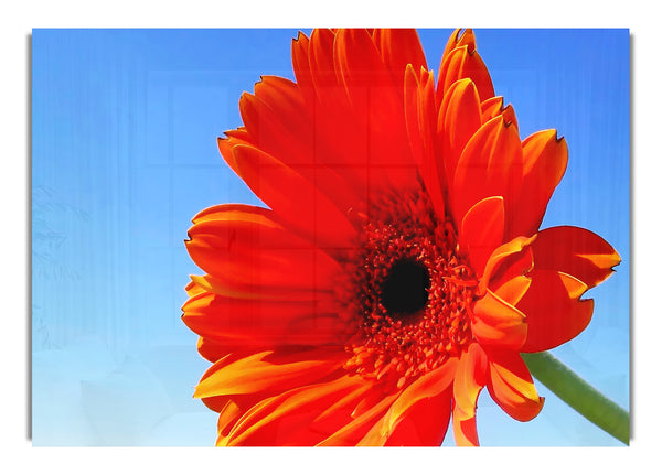 Orangefarbener Gerbera-Himmel