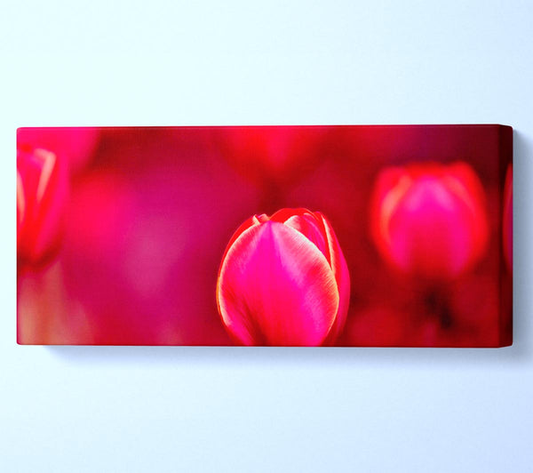 Pink Tulip Abstract