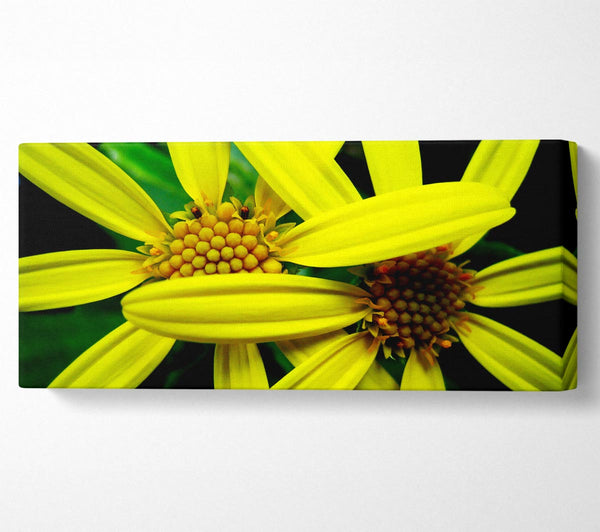 Yellow Star Flowers