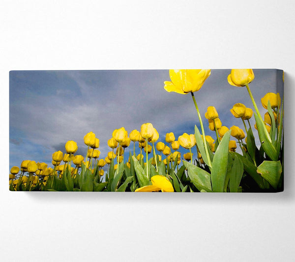 Yellow Tulip Field Storm