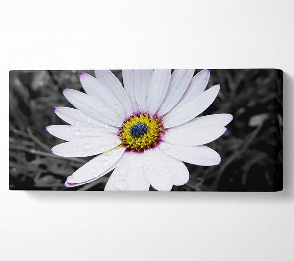 Weißes Gänseblümchen auf B n W