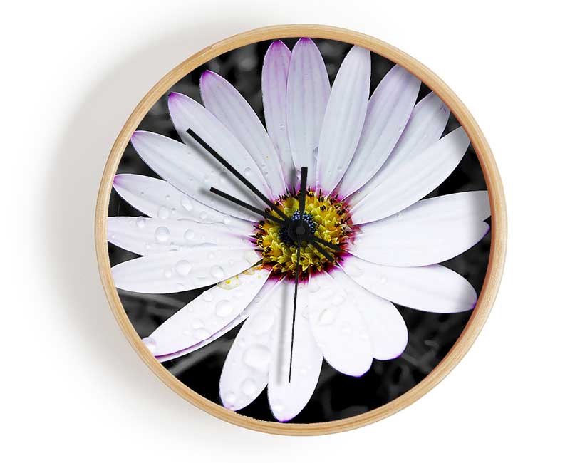 White Daisy On B n W Clock - Wallart-Direct UK