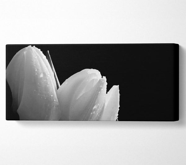 Schwarze und weiße Tulpenschönheiten