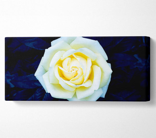 Yellow Rose On Blue Leaves