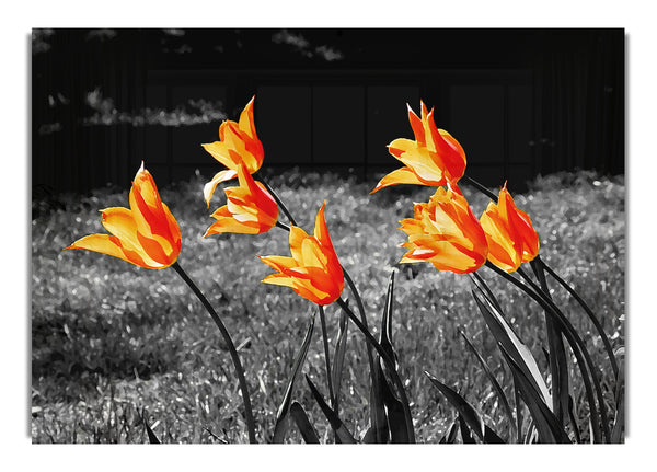 Orange Tulpen auf Schwarzweiß