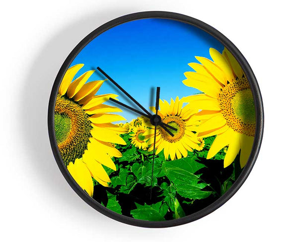 Huge Sunflower Heads In The Blue Cloudless Sky Clock - Wallart-Direct UK