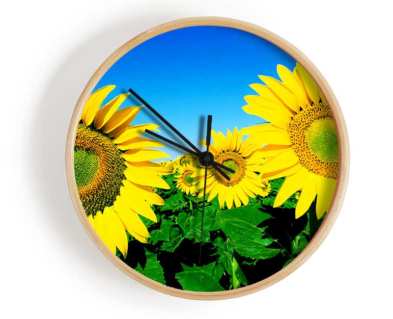 Huge Sunflower Heads In The Blue Cloudless Sky Clock - Wallart-Direct UK