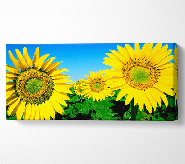 Huge Sunflower Heads In The Blue Cloudless Sky