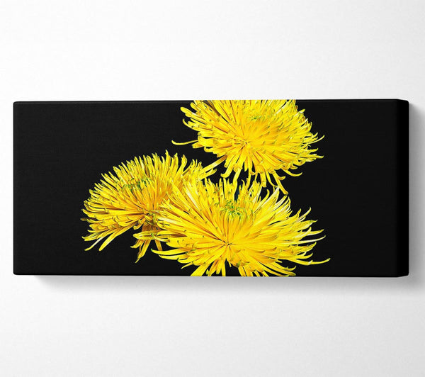 Dandelion Delight