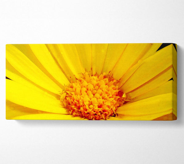 Golden Yellow Daisy