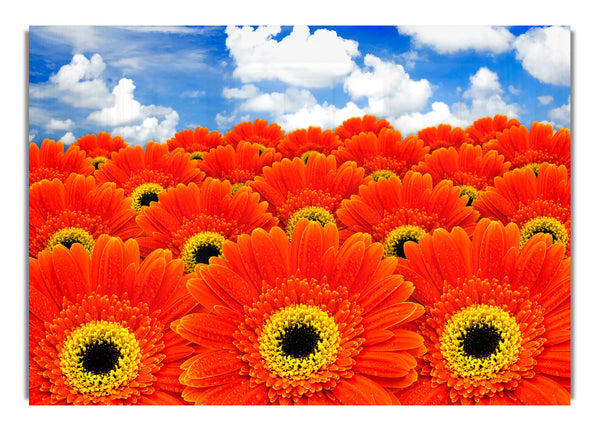 Orangefarbene Gerbera Heaven
