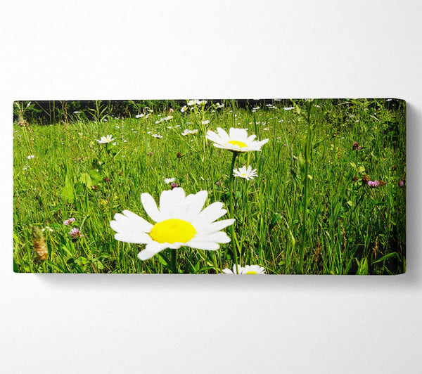 Daisy Field