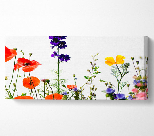 Wildblumengarten in voller Blüte