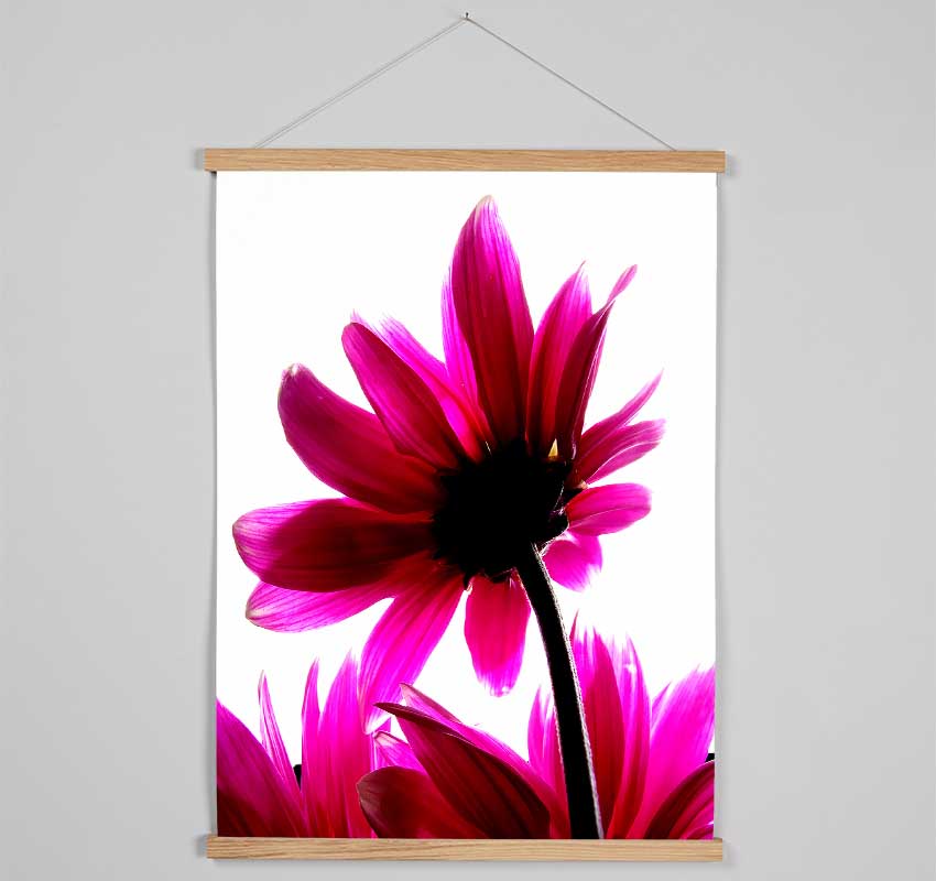 Delicate Pink Hanging Poster - Wallart-Direct UK