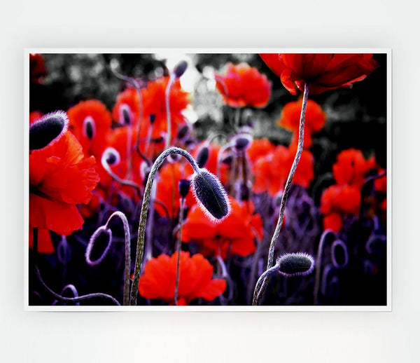 Field Of Red Poppys Print Poster Wall Art