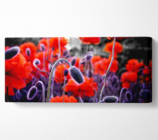 Field Of Red Poppys