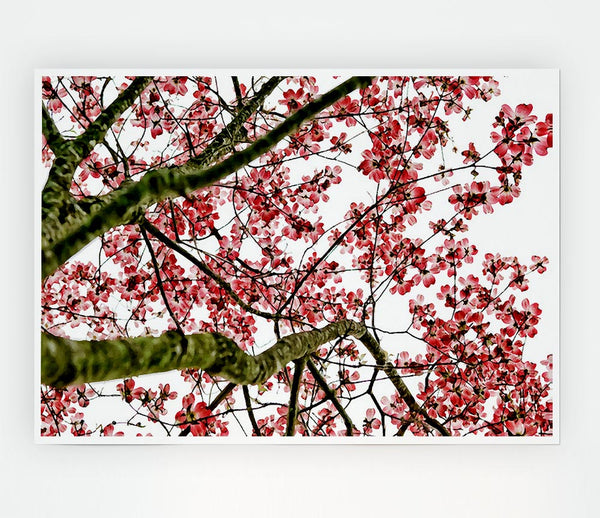 The Cherry Blossom Tree Print Poster Wall Art