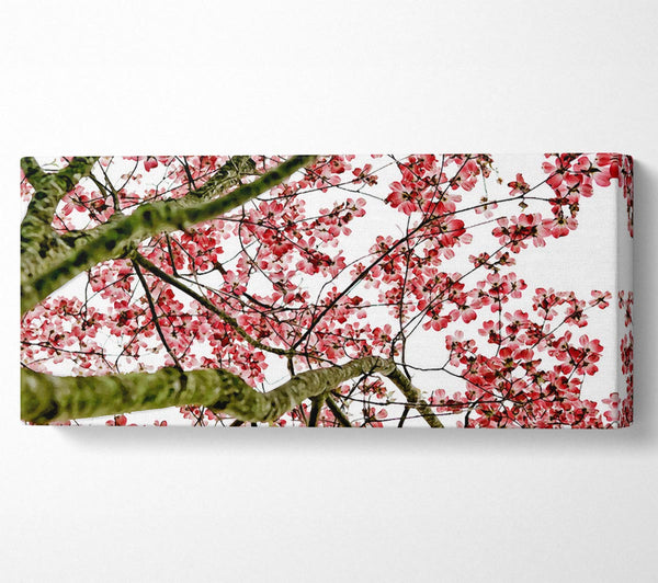 The Cherry Blossom Tree