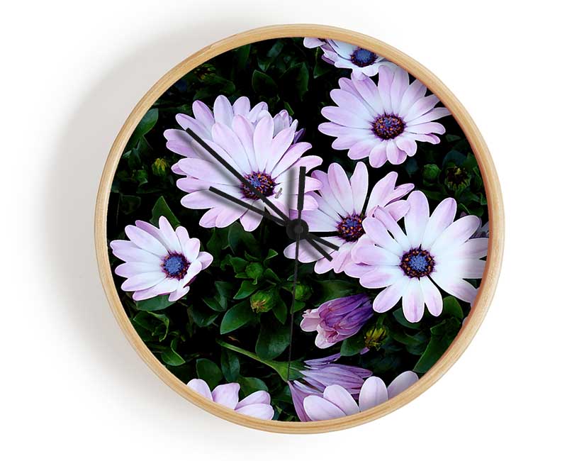 White Pink Baby Daisies Clock - Wallart-Direct UK