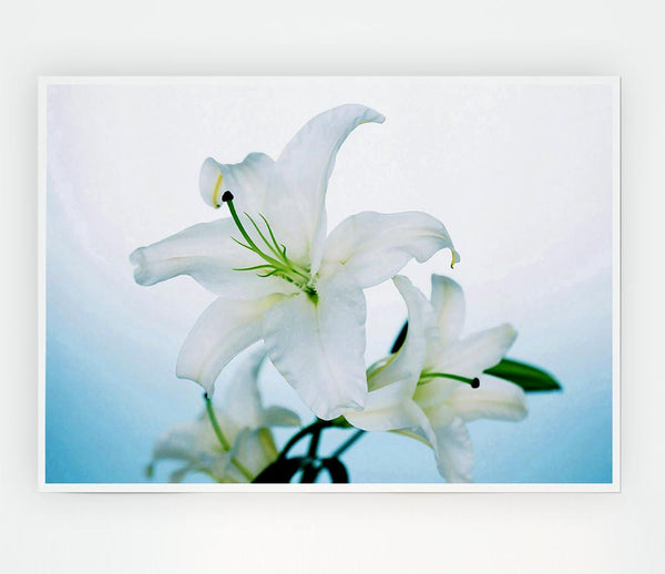 White Flowers In Bloom On Baby Blue Print Poster Wall Art