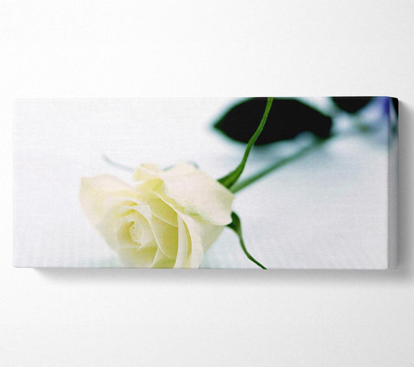 Einzelne weiße Rose