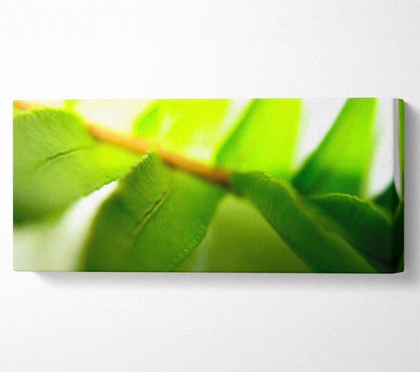 Green Leaves Close-Up