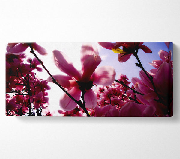 Pink Cherry Blossom In Sunlight