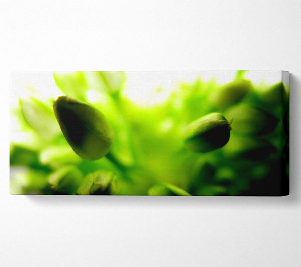 Green Buds In Sunlight