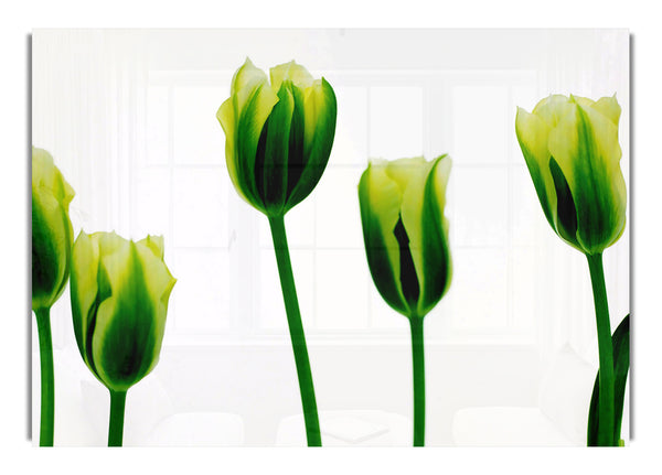 White Green Tulip Parade