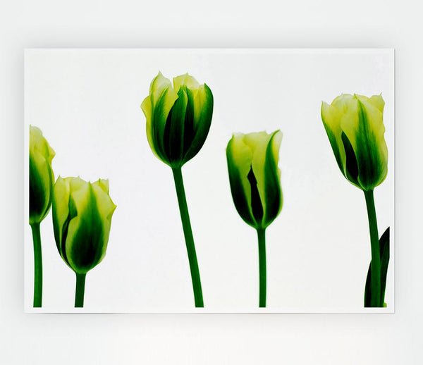 White Green Tulip Parade Print Poster Wall Art