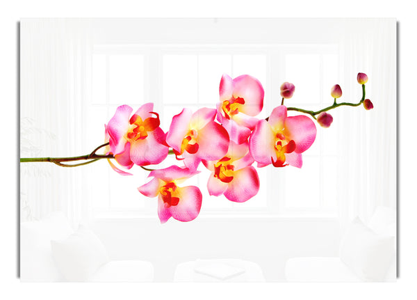 Orchideenstamm Schönheit