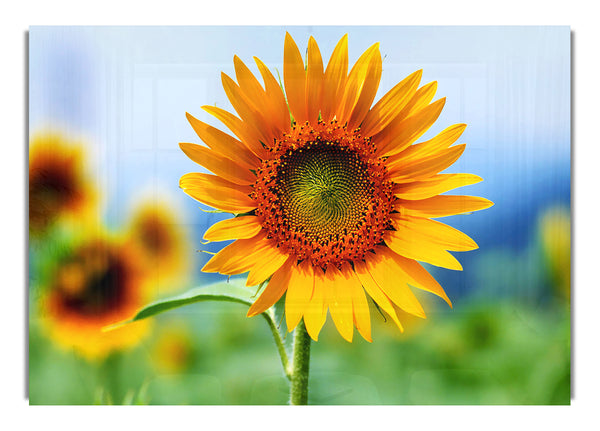 Morgen Sonnenblume