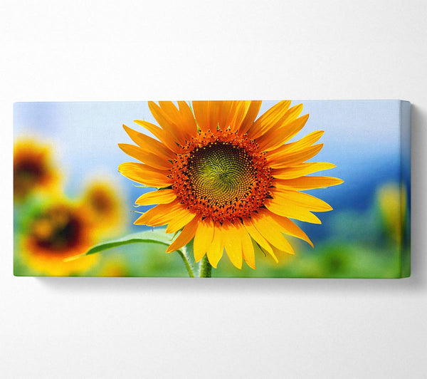 Morgen Sonnenblume