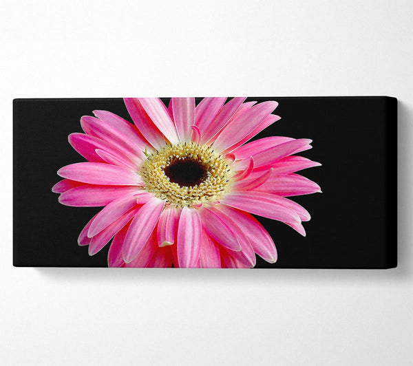 Pink Daisy On Black