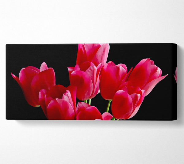 Flower Cerise Tulips