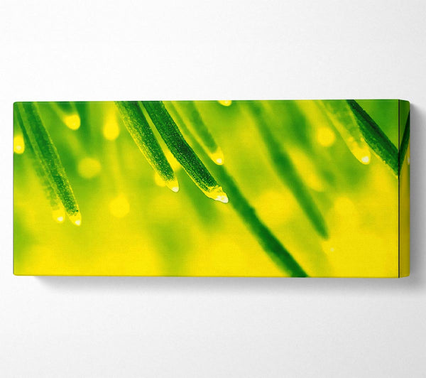 Energy Of A Plant