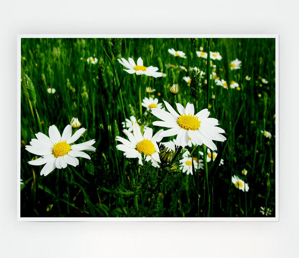 White Daisy Field Amongst The Grass Print Poster Wall Art