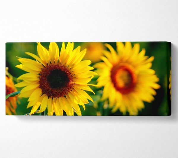 Sonnenblumen-Duo