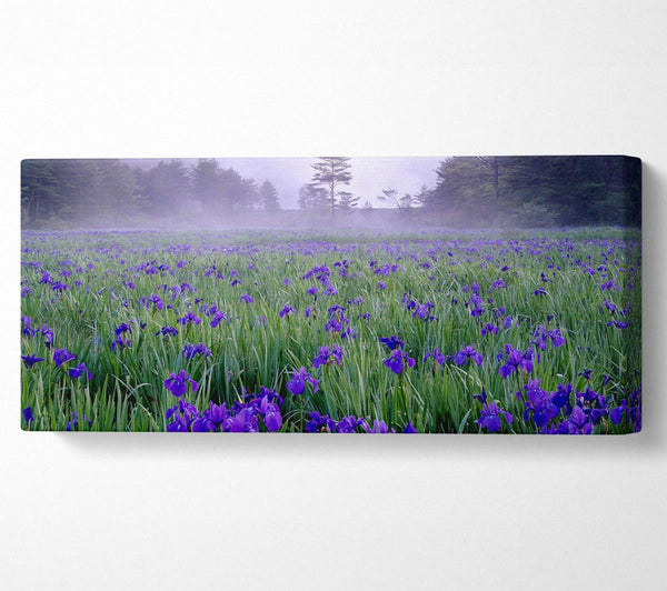 Bluebell Mist