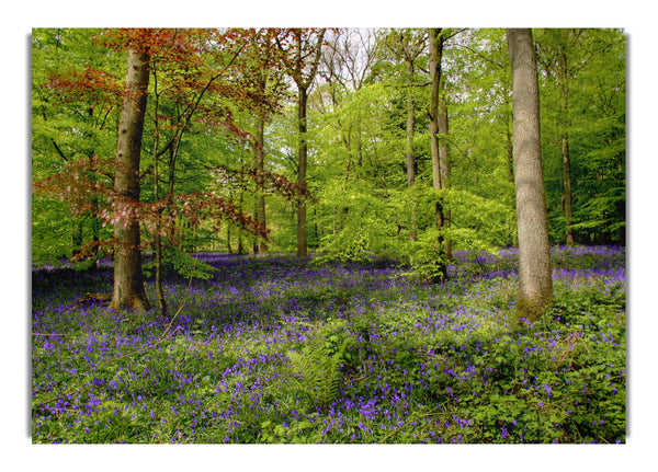 Lila Blumen im Wald